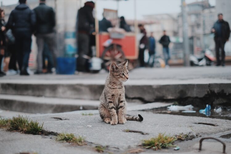 Katze in der Stadt auf Gehwegplatten mit Pfützen und Müll